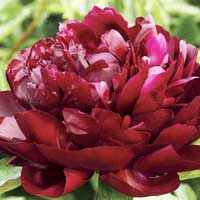 Пион молочноцветковый Armani, Paeonia lactiflora Armani, Пион молочноцветковый Армани