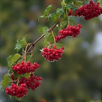 Калина обыкновенная, Viburnum opulus