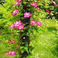 Клематис Ville de Lyon, Clematis Ville de Lyon, Клематис Виль де Лион