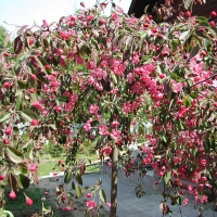 Яблоня Royal Beauty, Malus Royal Beauty, Яблоня декоративная Роял Бьюти