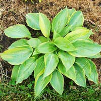 Хоста Alvatine Taylor, Hosta Alvatine Taylor, Хоста Алватин Тейлор