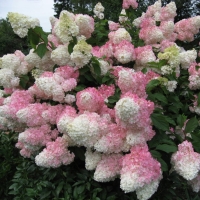 Гортензия метельчатая Angels Blush, Hydrangea paniculata Angels Blush, Гортензия метельчатая Энджелс Блаш