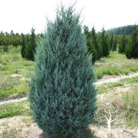 Можжевельник Moonglow, Juniperus scopulorum Moonglow, Можжевельник Мунглоу, купить можжевельник Moonglow, купить мунглоу