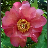 Пион Renown, Paeonia Suffruticosa Renown, Пион Реноун