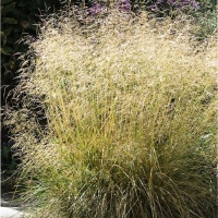 Луговик Goldtau, Deschampsia cespitosa Goldtau, Луговик Голдтау