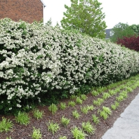 Чубушник Лемуана, Philadelphus Lemoinei, Чубушник Лемуана С5