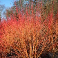 Дерен Annys Winter Orange, Cornus sanquinea Annys Winter Orange, Дерен Аниз Винтер Орандж