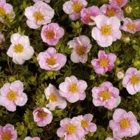 Лапчатка Princess, Potentilla fruticosa Princess, Лапчатка кустарниковая Принцесс