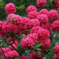 Рододендрон листопадный Homebush с7.5, Rhododendron Homebush, Рододендрон листопадный Хоумбуш