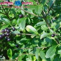 Бирючина овальнолистная Black Pearl, Ligustrum ovalifolium Black Pearl, Бирючина овальнолистная Блэк Перл