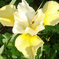 Ирис сибирский Summer Revels, Iris sibirica Summer Revels, Ирис сибирский Саммер Ревелс
