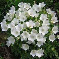 Колокольчик карпатский White Clips, Campanula carpatica White Clips, Колокольчик карпатский Уайт Клипс