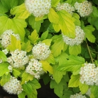 Пузыреплодник Luteus, Physocarpus opulifolius Luteus, Пузыроплодник калинолистный Лютеус