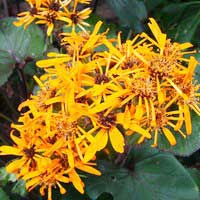 Бузульник Desdemona, Ligularia Desdemona, Бузульник Дездемона