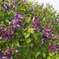 Сирень Katherine Havemeyer, Syringa vulgaris Katherine Havemeyer, Сирень обыкновенная Катерина Хавемейер
