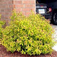 Спирея японская Goldflame, Spiraea japonica Goldflame, Спирея японская Голдфлейм