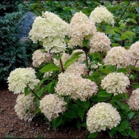 Гортензия Little Lime, Hydrangea paniculata Little Lime, Гортензия метельчатая Литтл Лайм