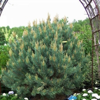 Сосна горная 125/150, Сосна горная, купить сосну горную, Pinus mugo, купить mugo, сосна горная цена