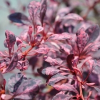 Барбарис Rose Rocket с7.5, Berberis thunbergii Rose Rocket, Барбарис тунберга Роуз Рокет