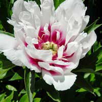 Пион ИТО-гибрид Cora Louise, Paeonia Itoh-Hybrids Cora Louise, Пион ИТО-гибрид Кора Луиза