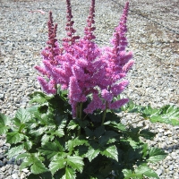 Астильба китайская Little Vision in Purple, Астильба китайская Литл Вижн ин Перпл, Astilbe chinensis Little Vision in Purple