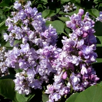Сирень Katherine Havemeyer, Syringa vulgaris Katherine Havemeyer, Сирень обыкновенная Катерина Хавемейер