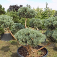 Сосна Watereri Bonsai, Pinus sylvestris Watereri Bonsai, Сосна обыкновенная 'Watereri' Бонсай