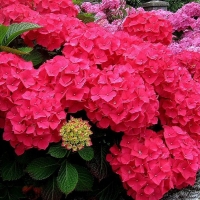 Гортензия Forever ever red, Hydrangea macrophylla Forever ever red, Гортензия Фореве энд Эва Ред