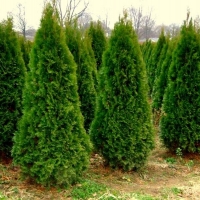 Туя западная  Смарагд, Thuja occidentalis Smaragd, Туя западная Smaragd