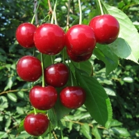 Вишня Десертная Морозовой, Вишня Десертная Морозовой с5, Prunus cerasus