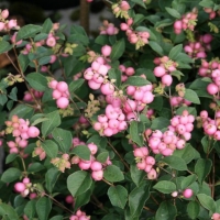 Снежноягодник розовый Magic Berry, Symphoricarpus Doorenbosii Magic Berry, Снежноягодник розовый Меджик Берри