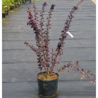 Барбарис Ottawensis Superba, Berberis Ottawensis Superba, Барбарис Оттавский Суперба