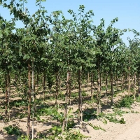 Липа мелколистная Greenspire, Tilia cordata Greenspire, Липа мелколистная Гринспайер