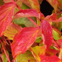 Дерен Winter Beauty, Cornus sanguinea Winter Beauty, Дерен кроваво-красный Винтер Бьюти