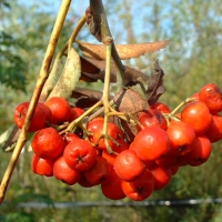 Рябина обыкновенная Sheerwater Seedling, Sorbus aucuparia Sheerwater Seedling, Рябина обыкновенная Шиервотер Сидлинг