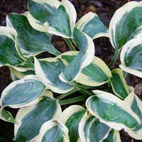 Хоста Blue Ivory, Hosta Blue Ivory, Хоста Блю Айвори