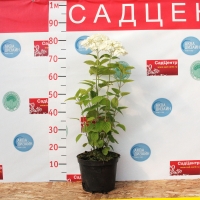 Гортензия Annabelle, Гортензия древовидная Аннабель, Hydrangea arborescens Annabelle