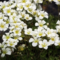 Камнеломка Арендса Findling, Saxifraga arendsii Findling, Камнеломка дернистая Финдлинг