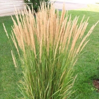 Вейник с5, Calamagrostis, Вейник