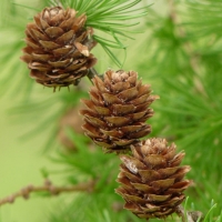 Лиственница европейская 200/300, Лиственница европейская, Larix decidua, купить лиственницу европейскую, лиственница европейская цена