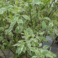 Дерен бел. Elgantissima, Cornus alba Elegantissima, Дерен белый Элегантиссима
