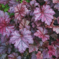 Гейхера Amethyst Myst, Heuchera Amethyst Myst, Гейхера гибридная Аметист Мист