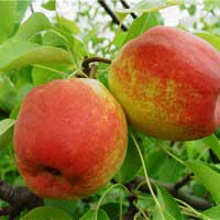 Груша Академическая 5/6 лет, Pyrus, Груша Академическая