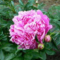 Пион молочноцветковый Barbara, Paeonia lactiflora Barbara, Пион молочноцветковый Барбара