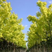 Клен Princeton Gold, Acer platanoides Princeton Gold, Клен остролистный Принцетон Голд