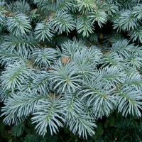 Ель колючая Kaibab, Picea pungens Glauca Arizona Kaibab, Ель колючая Кейбаб