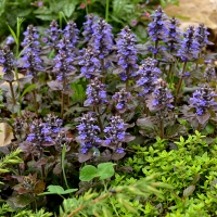 Живучка Atropurpurea, Ajuga reptans Atropurpurea, Живучка ползучая Атропурпуреа