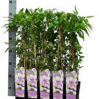 Клематис Hagley Hybrid, Clematis jackmanii Hagley Hybrid, Клематис Хегли Хибрид