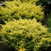 Тисс ягодный Summergold, Taxus baccata Summergold, Тисс ягодный Саммерголд, купить тисс ягодный Summergold, тисс саммерголд, купить тисс саммерголд