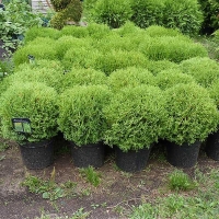 Туя западная Tiny Tim, Thuja occidentalis Tiny Tim, Туя западная Тини Тим